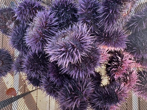 Purple urchins